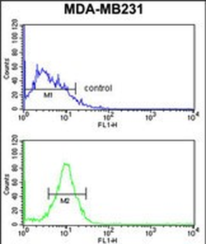 PEX14 Antibody (C-term)