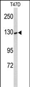 KCNH7 Antibody (N-term)