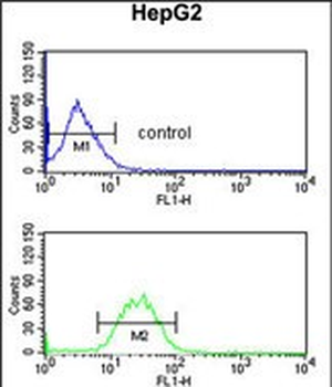 KCNH7 Antibody (N-term)
