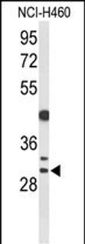 CCNB1IP1 Antibody (C-term)