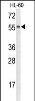 NYX Antibody (N-term)