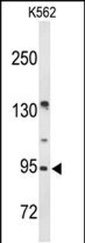 FAM5C Antibody (N-term)