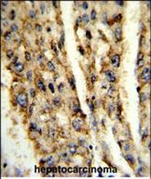 DIO3 Antibody (C-term)