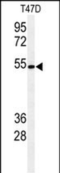 KTEL1 Antibody (C-term)