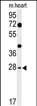 HES7 Antibody (N-term)