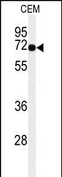MFSD6 Antibody (C-term)