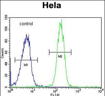 GALNT5 Antibody (N-term)
