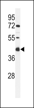 CI091 Antibody (C-term)