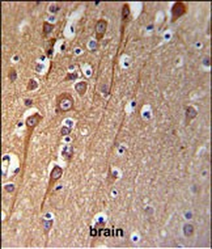 CI091 Antibody (C-term)