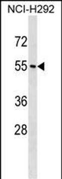 NPY1R Antibody (Center)
