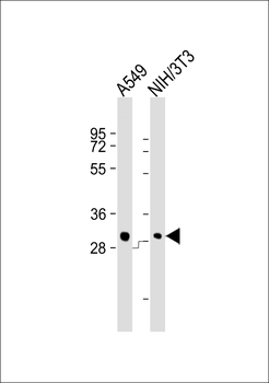 THAP11 Antibody (Center) (Ascites)