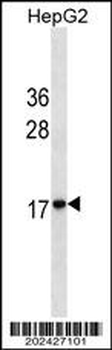 HMG2 Antibody (Ascites)