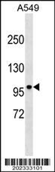 DISC1 Antibody (C-term) (Ascites)