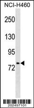 HNF1A Antibody (Ascites)