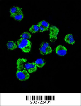 CD138 Antibody (C-term) (Ascites)