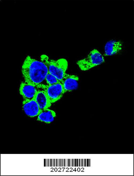 CD138 Antibody (C-term) (Ascites)