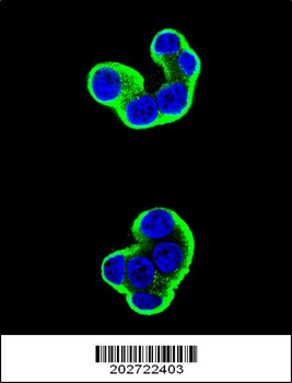 CD138 Antibody (C-term) (Ascites)