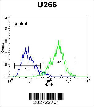 CD138 Antibody (C-term) (Ascites)