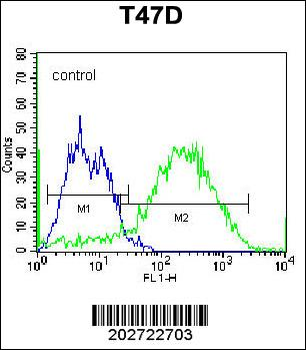 CD138 Antibody (C-term) (Ascites)