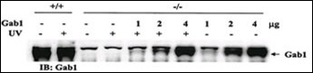 Gab1 Antibody (Ascites)