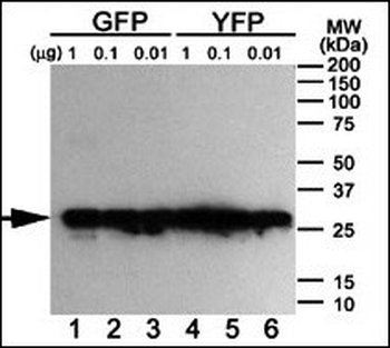 GFP Tag Antibody (Ascites)
