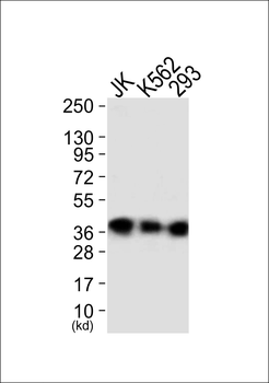 ANXA1 Antibody (Ab-21)