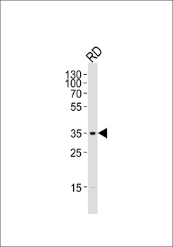 Cyclin D2 Antibody (Ab-280)