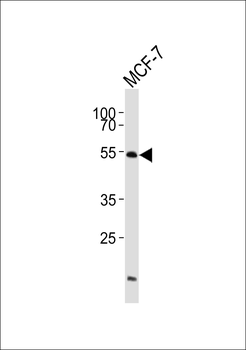 Adrenergic Receptor alpha-2B Antibody