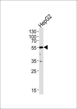 SHC3 HUMAN Antibody