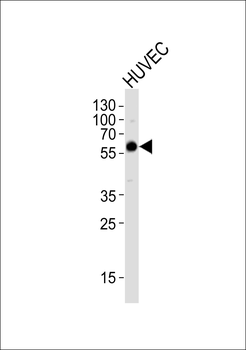 FZD9 Antibody
