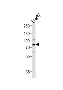 Sirp α1 Antibody