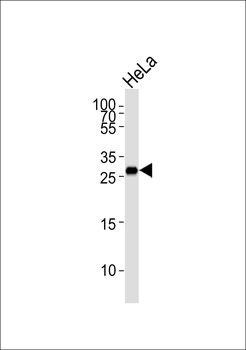 ARC Antibody