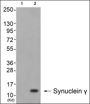 Synuclein γ Antibody