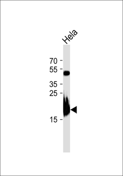 MRPL13 Antibody