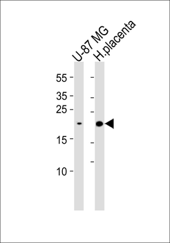 ERD22 Antibody
