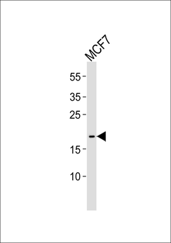EFNA1 Antibody