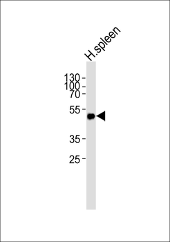 HLA-DPA1 Antibody