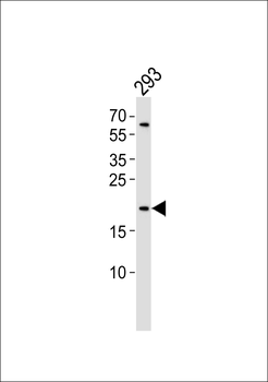 BAX Antibody