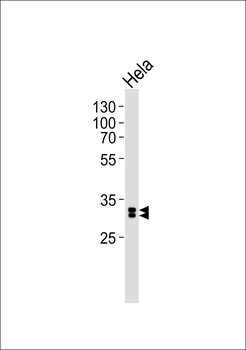 MED27 Antibody