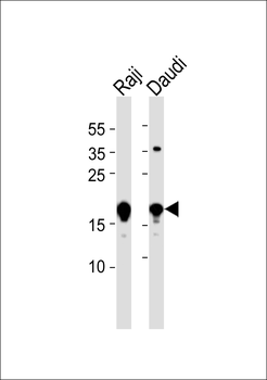 CBLN3 Antibody