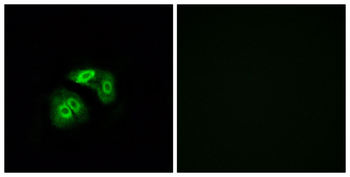 VN1R5 Antibody