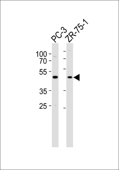 VN1R5 Antibody