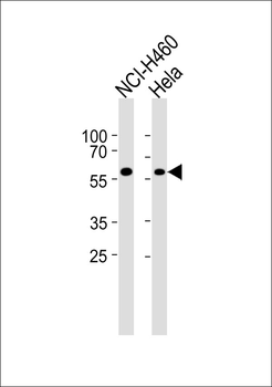 SLC30A1 Antibody