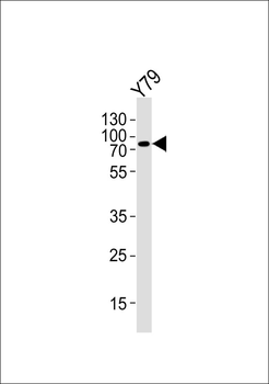 GPR75 Antibody