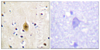 Mst1/2 (Phospho-Thr183) Antibody