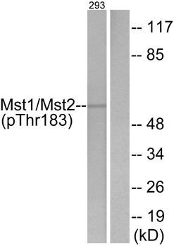 Mst1/2 (Phospho-Thr183) Antibody