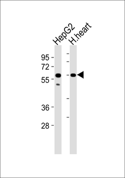 ATP5A1 Antibody