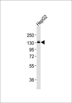 E Cadherin Antibody