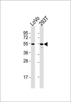 CEP57 Antibody