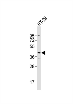 Serpin B5 Antibody